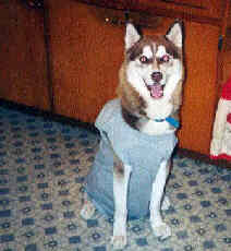 The DVSHR found a home for Bandit through our referral services.  Bandit now runs on a sled with other siberians and is very happy.