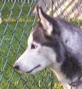 From a stray in Philadelphia to a very loving home, this boy found just what he needed with his new family!