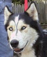 Bonzai was given up by his faimly.  This big boy really only wanted attention and now has just that with Kyle.  Thanks for saving Bonzai