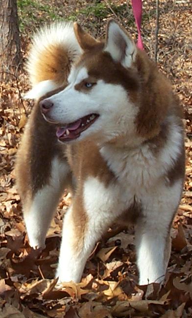 Boomer like his sister ginger was too much for the family and needed a home.  He spent two year tied outside and now has a home where he is a close member of the family.