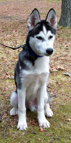 Bowden was too much for the family to handel as a pup with a sesitive tummy.  He is adored in his new home and is doing well after rescue found the diet that works for him.