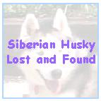 lost and found siberian huskies