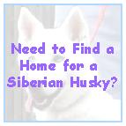 How to find a new home for a siberian husky with the help of DVSHR.