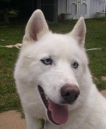 Casper was turned into the shelter by a family who did not want to keep him.  Casper then found a new home with a family who had lost their pet to illness.