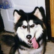  Debo was placed through rescue after his family lost their house to a fire.