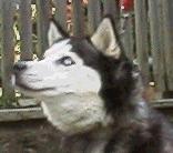 Dolly was a stray in the Philadelphia area and was great at escaping yards. She retains the talent as an escape artist but is carefully watched by her new family.  Despite all her antics, Dolly is truely loved in her new home.