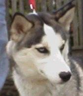 Jasmin has found a home with a family that loves to take her camping and she plays nicely with their daugher giving lots of licks.