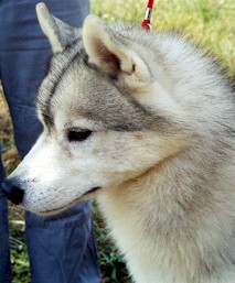 Koatchee was turned into the shelter because he and his brother (another Siberian) would fight over food.  Now he is a member of a family who loves him dearly. 