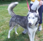 Sir Lance O lot suffered a prostate infection and needed lots of special care before he could find his new home. 