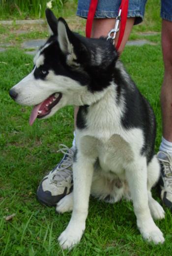Max (as with Nanook) was an impulse buy by and person who had no place to keep him.  He now lives with a family and new doggy playmate.