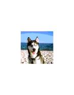 Mufassa found a loving home after her family could no longer keep her.