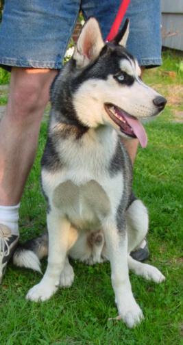 Nannook was an impulse buy by and person who had no place to keep him.  He now lives with a family who has lots of room and kids who love him.