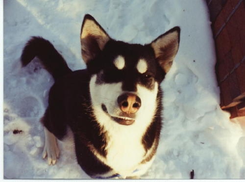 After being called to active duty, Ohksannas owners had no where to turn.  She now has a great home and is doing well.  Ohksanna is a malamute.