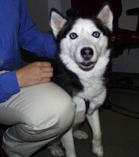 Roxy was struck by a car before Christmas and was given the surgery she needed as a result of support from people like you.  Roxy now has a great new home.