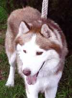 From stray to stay, Salem finds a new home. 