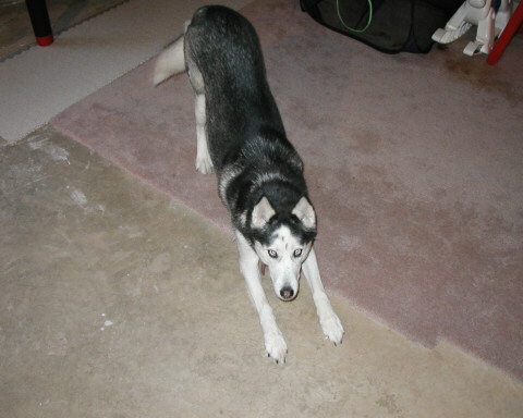 Sasha was placed with her playmate Buddy after her owner developed severe asthma.