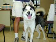 Sky was running out of time and people interested in him.  He was placed in rescue and quickly found a home wiht a family who knows what surprises huskies can bring.