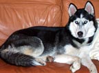 Teeku needed a new home when his owner was called for military duty.  Teeku has found a new home with a family who adores him and lets him relax on the sofa.