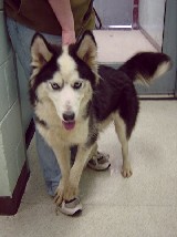 From stray to home, Zak has made a great addtion to the Ward family.  He is loved dearly.