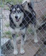 Zeena ended up in a shelter twice before the shelter gave her to rescue.  This Malamute was fostered by DVSHR until Malamute rescue found a home for her. 