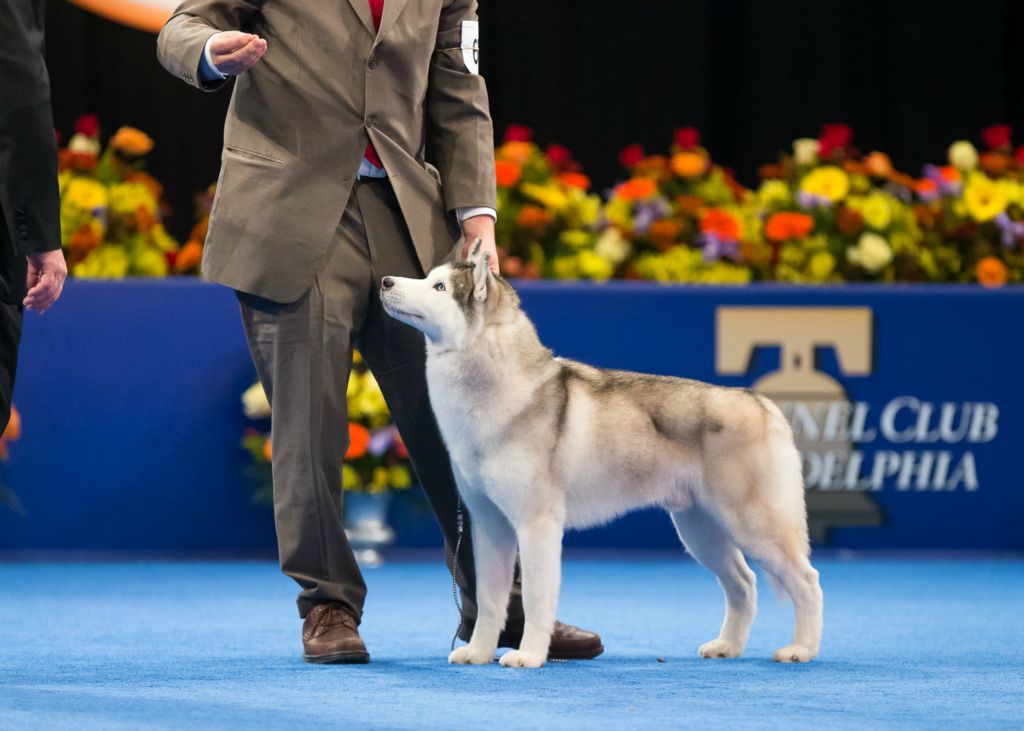 Image result for The Kennel Club of Philadelphia National Dog Show