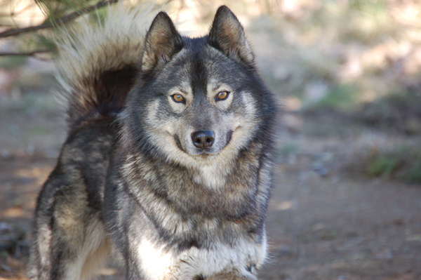 agouti-husky