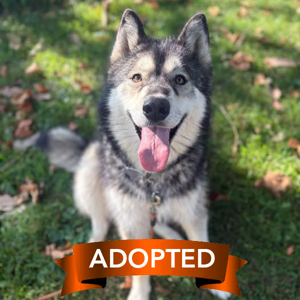baloo-adopted baloo-adopted