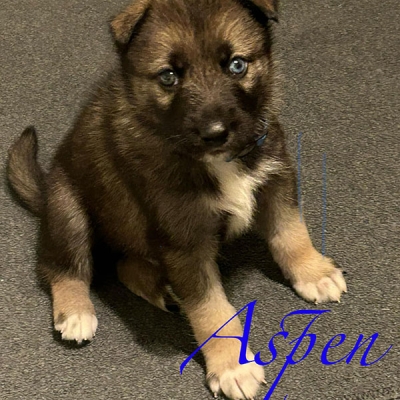aspen-puppy-2
