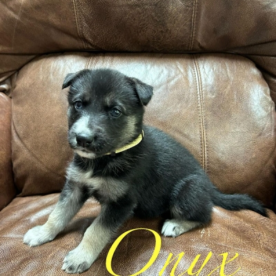 onyx-puppy-2