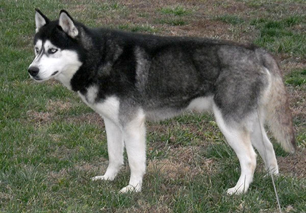 dark grey husky