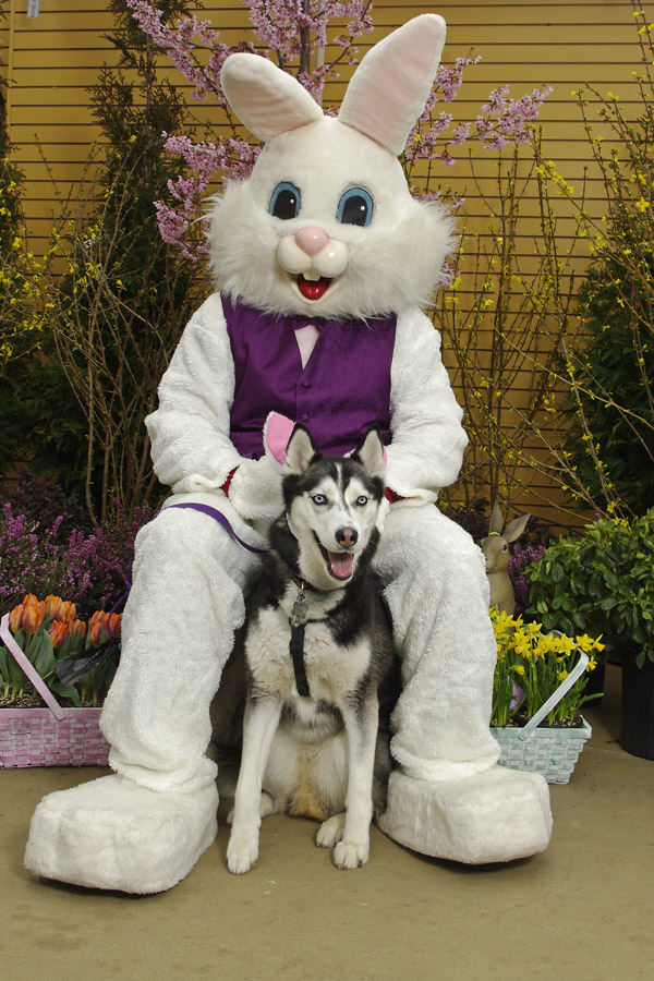 PET PHOTOS with the EASTER BUNNY! DVSHR