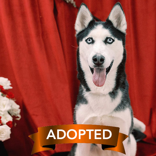 chew-bacca-adopted chew-bacca-adopted