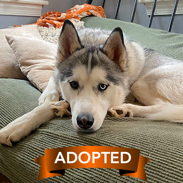 colden-adopted