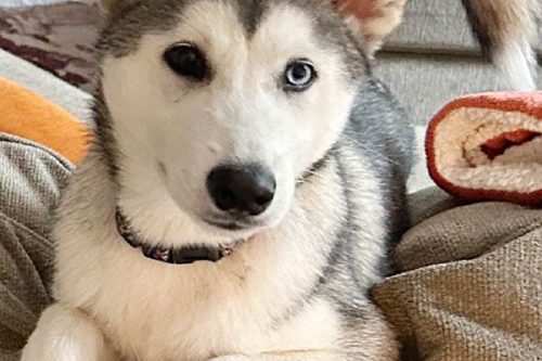 Huskies for sales rescue near me