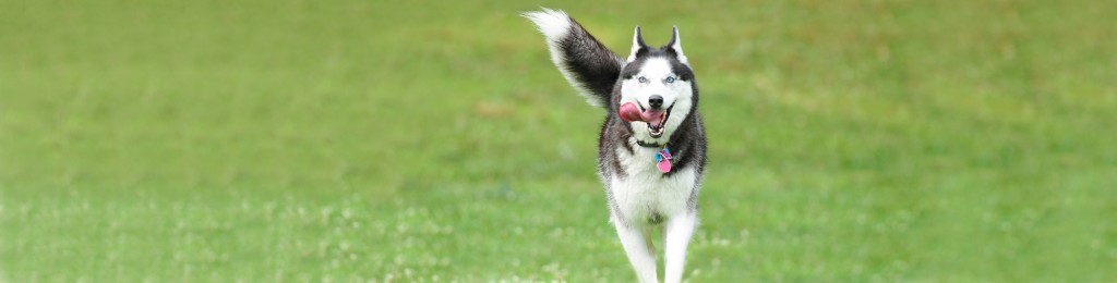 husky rescue me