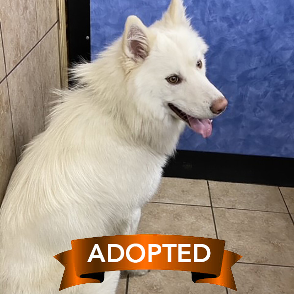ethan-adopted