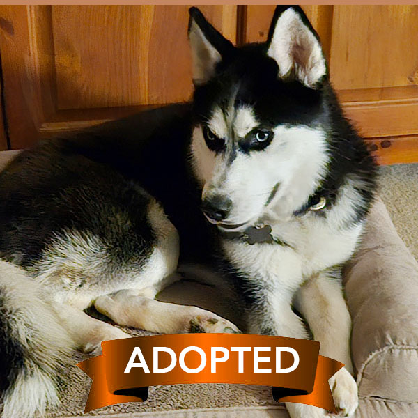 frankie-adopted frankie-adopted
