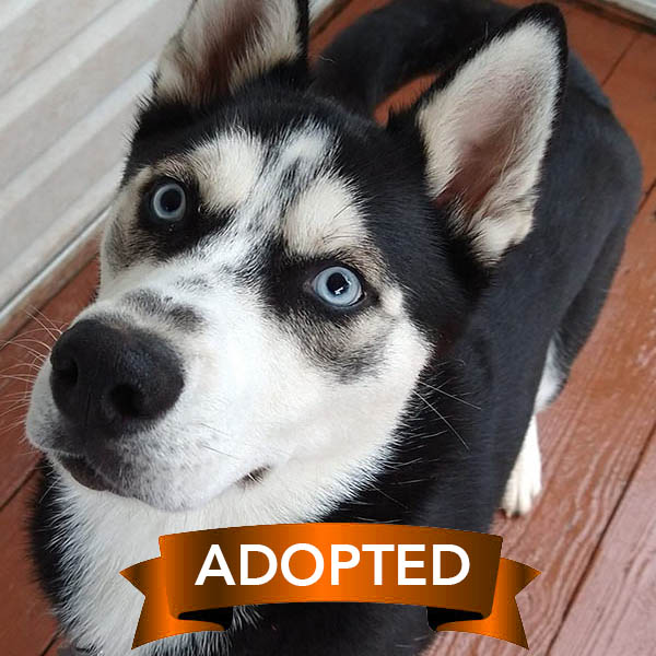 goose-adopted.webp goose-adopted.webp