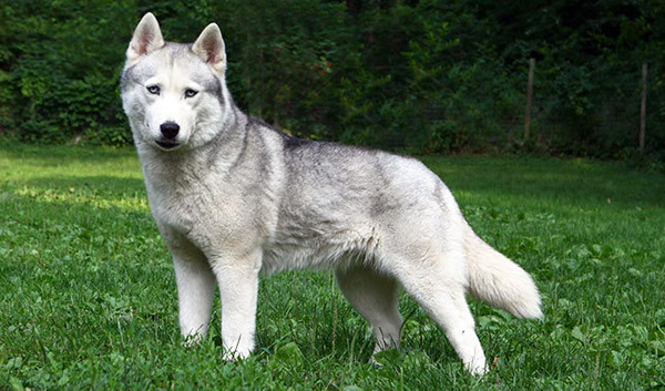 grey white husky