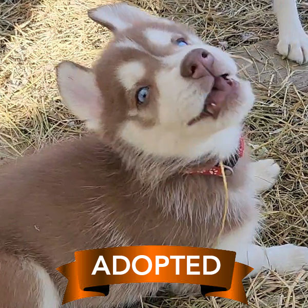 harverst-moon-adopted harverst-moon-adopted