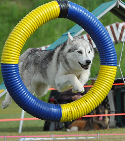 husky agility