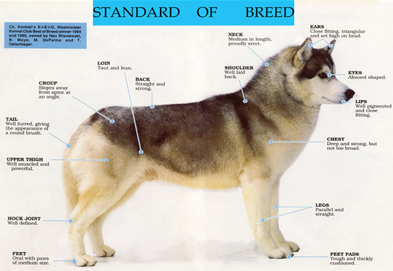 female husky size