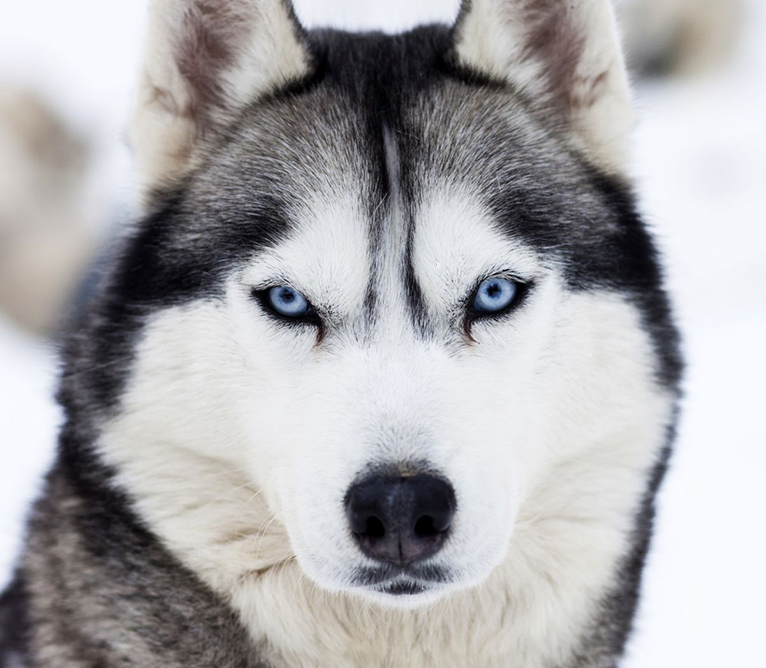 husky husky
