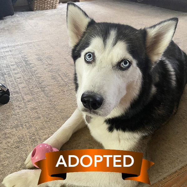 jacob-adopted