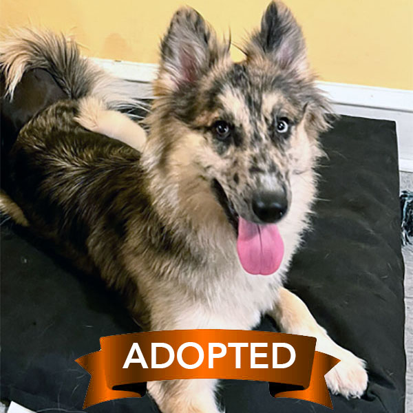 loba-adopted loba-adopted