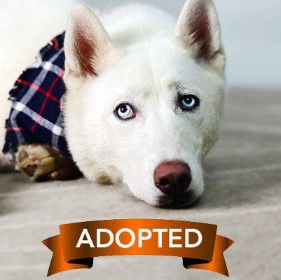 loki-adopt