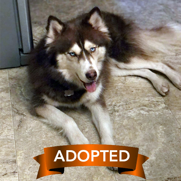 mishka-adopted