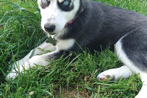 Husky poo rescue cheap