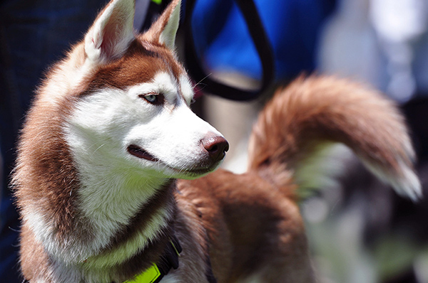 red-and-white-husky