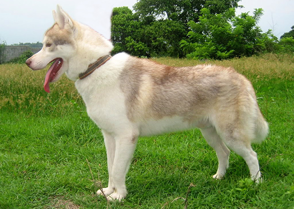 sable-husky